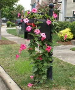 Fast Growing Trees Alice Du Pont Mandevilla Shrub See All Shrubs & Hedges