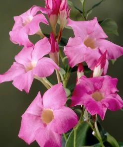 Fast Growing Trees Alice Du Pont Mandevilla Shrub See All Shrubs & Hedges