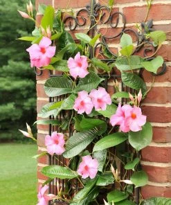 Fast Growing Trees Alice Du Pont Mandevilla Shrub See All Shrubs & Hedges