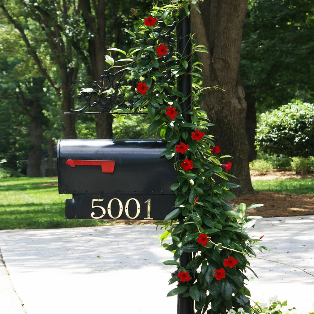 Fast Growing Trees Mandevilla 'Crimson Red' Shrub See All Shrubs & Hedges 5 Fast Growing Trees Mandevilla 'Crimson Red' Shrub See All Shrubs & Hedges