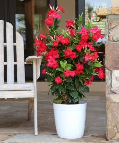Fast Growing Trees Mandevilla 'Crimson Red' Shrub See All Shrubs & Hedges