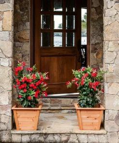 Fast Growing Trees Mandevilla 'Crimson Red' Shrub See All Shrubs & Hedges 10 Fast Growing Trees Mandevilla 'Crimson Red' Shrub See All Shrubs & Hedges