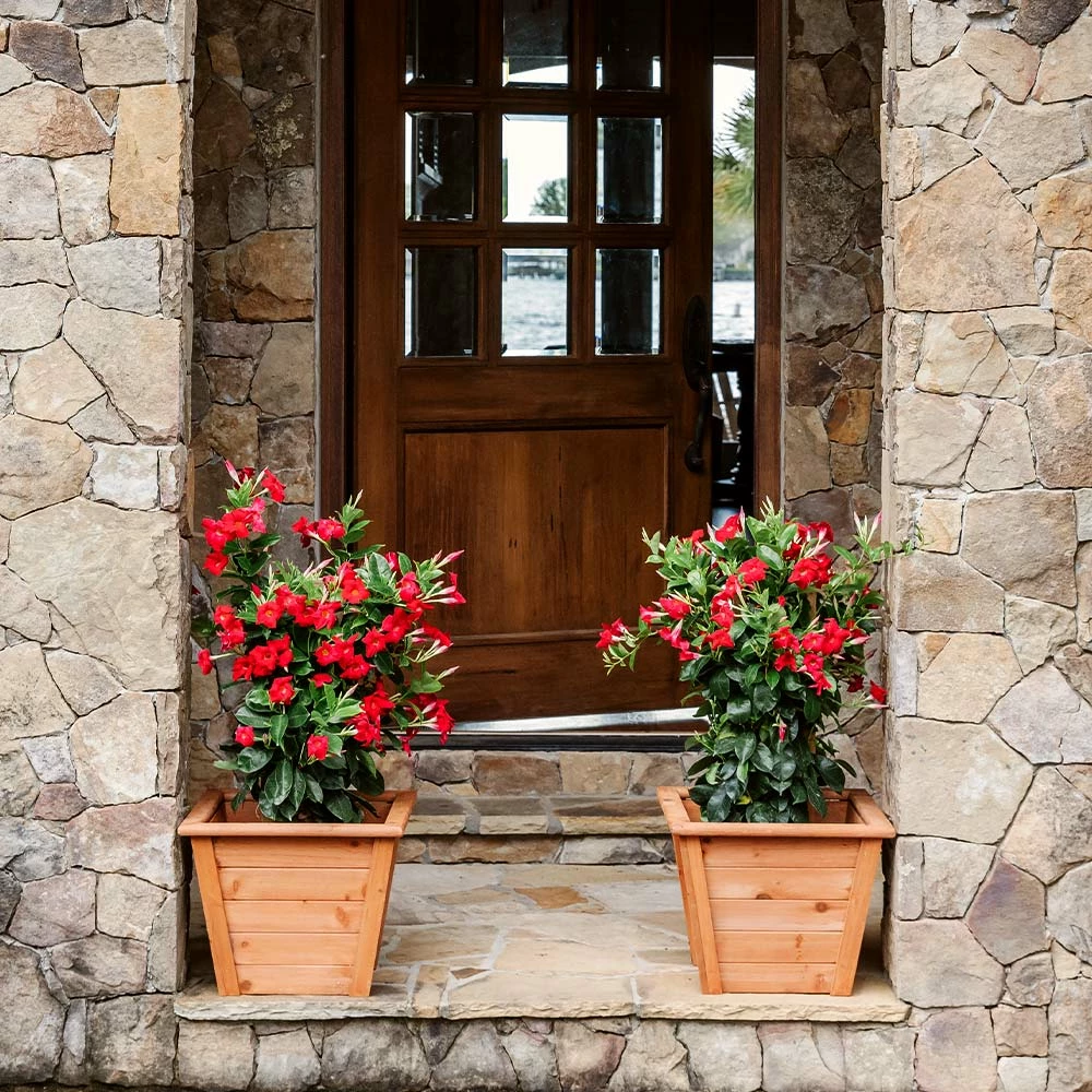 Fast Growing Trees Mandevilla 'Crimson Red' Shrub See All Shrubs & Hedges 6 Fast Growing Trees Mandevilla 'Crimson Red' Shrub See All Shrubs & Hedges