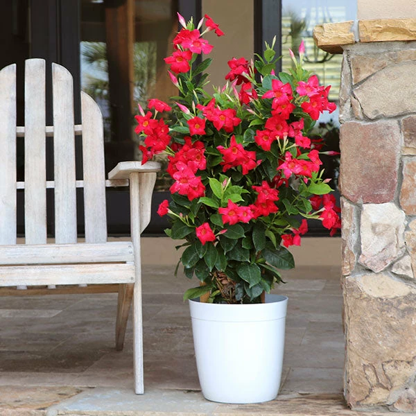 Fast Growing Trees Mandevilla 'Crimson Red' Shrub See All Shrubs & Hedges 3 Fast Growing Trees Mandevilla 'Crimson Red' Shrub See All Shrubs & Hedges