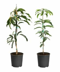 Fast Growing Trees Mango Kit