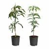 Fast Growing Trees Mango Kit