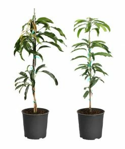 Fast Growing Trees Mango Kit