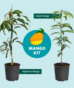 Fast Growing Trees Glenn Mango Tree