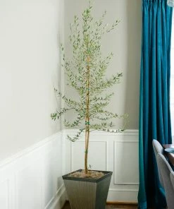 Fast Growing Trees Manzanillo Olive Tree Olive Trees