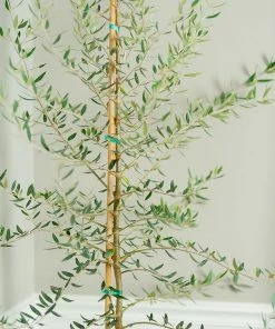 Fast Growing Trees Manzanillo Olive Tree Olive Trees