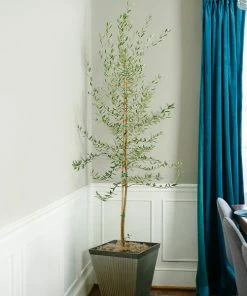 Fast Growing Trees Manzanillo Olive Tree Olive Trees