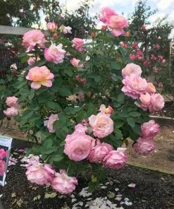 Fast Growing Trees Marc Chagall™ Rose Roses 7 Fast Growing Trees Marc Chagall™ Rose Roses