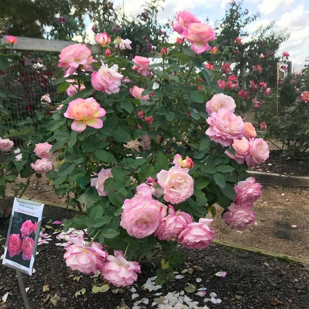 Fast Growing Trees Marc Chagall™ Rose Roses 5 Fast Growing Trees Marc Chagall™ Rose Roses