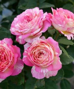 Fast Growing Trees Marc Chagall™ Rose Roses