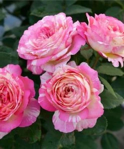 Fast Growing Trees Marc Chagall™ Rose Roses