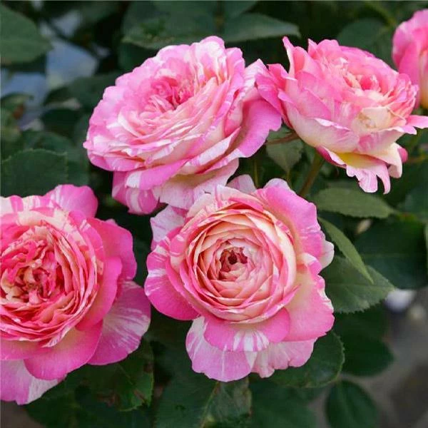 Fast Growing Trees Marc Chagall™ Rose Roses 3 Fast Growing Trees Marc Chagall™ Rose Roses