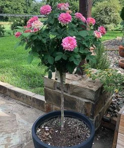 Fast Growing Trees Marc Chagall™ Rose Tree Rose Trees