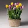 Fast Growing Trees Tabletop Bulb Gardens Love Note Tulip Trio