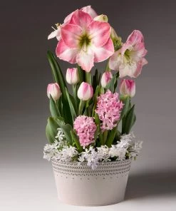 Fast Growing Trees Purely Pink Bulb Garden Tabletop Bulb Gardens