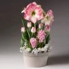Fast Growing Trees Purely Pink Bulb Garden Tabletop Bulb Gardens