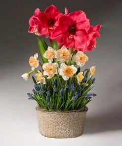 Fast Growing Trees Spring Daze Bulb Garden