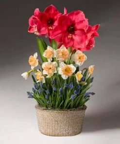 Fast Growing Trees Spring Daze Bulb Garden