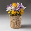 Fast Growing Trees Tabletop Bulb Gardens Spring Blooming Mixed Crocus Bulbs Pot