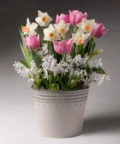 Fast Growing Trees Soft & Sweet Bulb Garden