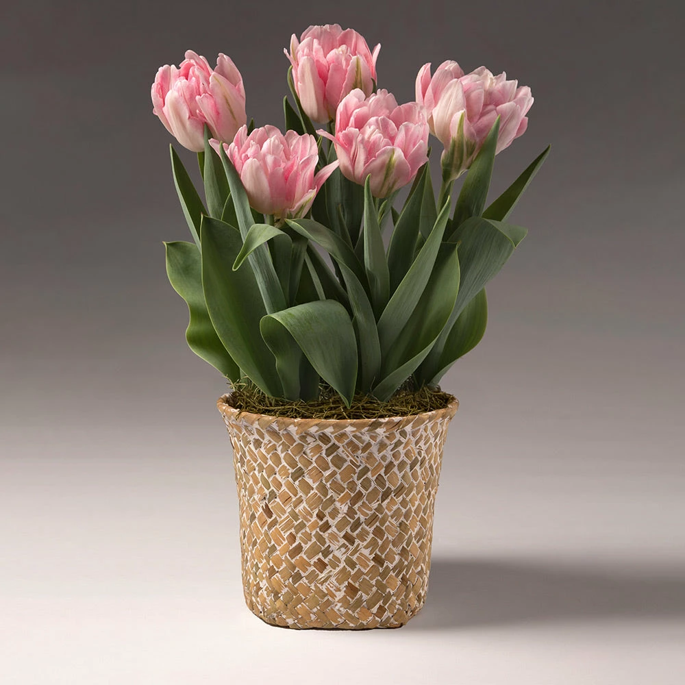 Fast Growing Trees Spring Blooming Tulip Bulbs Pot 4 Fast Growing Trees Spring Blooming Tulip Bulbs Pot