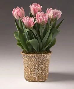 Fast Growing Trees Spring Blooming Tulip Bulbs Pot