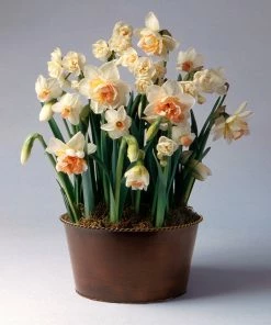 Fast Growing Trees Happily Ever After Narcissus Trio Tabletop Bulb Gardens