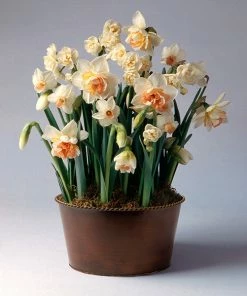 Fast Growing Trees Happily Ever After Narcissus Trio Tabletop Bulb Gardens