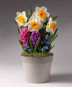 Fast Growing Trees Pure Magic Bulb Garden