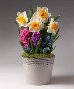 Fast Growing Trees Pure Magic Bulb Garden