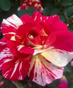 Fast Growing Trees Maurice Utrillo™ Rose Tree