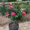 Fast Growing Trees Maurice Utrillo™ Rose Tree