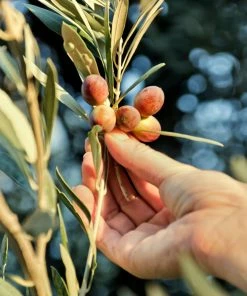 Fast Growing Trees Maurino Olive Tree