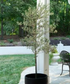 Fast Growing Trees Maurino Olive Tree