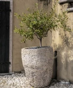Fast Growing Trees Maurino Olive Tree