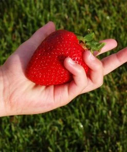 Fast Growing Trees Maxim Strawberry Strawberry Plants