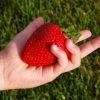 Fast Growing Trees Maxim Strawberry Strawberry Plants 1 Fast Growing Trees Maxim Strawberry Strawberry Plants