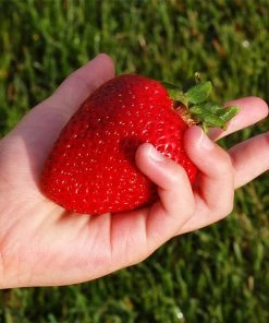 Fast Growing Trees Maxim Strawberry Strawberry Plants