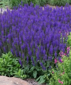 Fast Growing Trees May Night Salvia