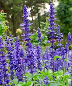 Fast Growing Trees May Night Salvia