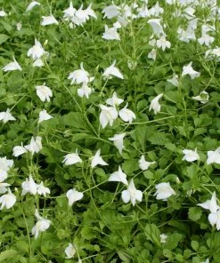 Fast Growing Trees Creeping Mazus Plants For Wet Areas