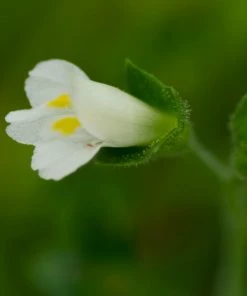 Fast Growing Trees Creeping Mazus Plants For Wet Areas