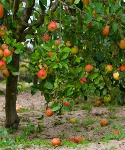 Fast Growing Trees McIntosh Apple Tree Apple Trees
