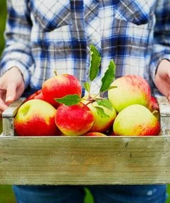 Fast Growing Trees McIntosh Apple Tree Apple Trees