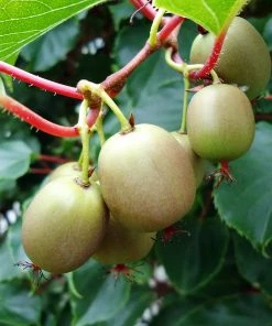 Fast Growing Trees Meader Hardy Kiwi