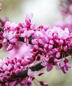 Fast Growing Trees Merlot Redbud Tree
